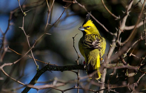 Liberaron cuatro cardenales amarillos en el Parque Luro