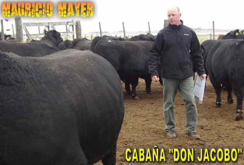 Ganadería en Mauricio Mayer: "Se viene la ganadería de exportación"