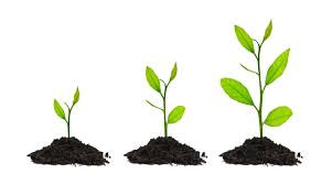 THE EMERGENT SELF: FOUR STEPS TO TRANSFORMATION
