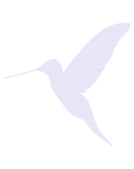 colibri_edited_edited.png