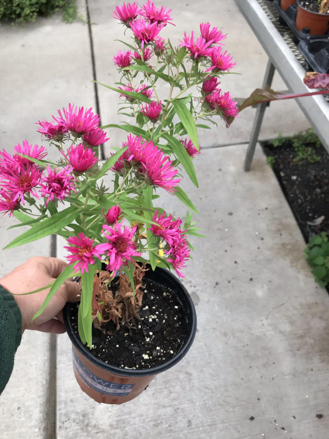 1 gal. Pink Aster