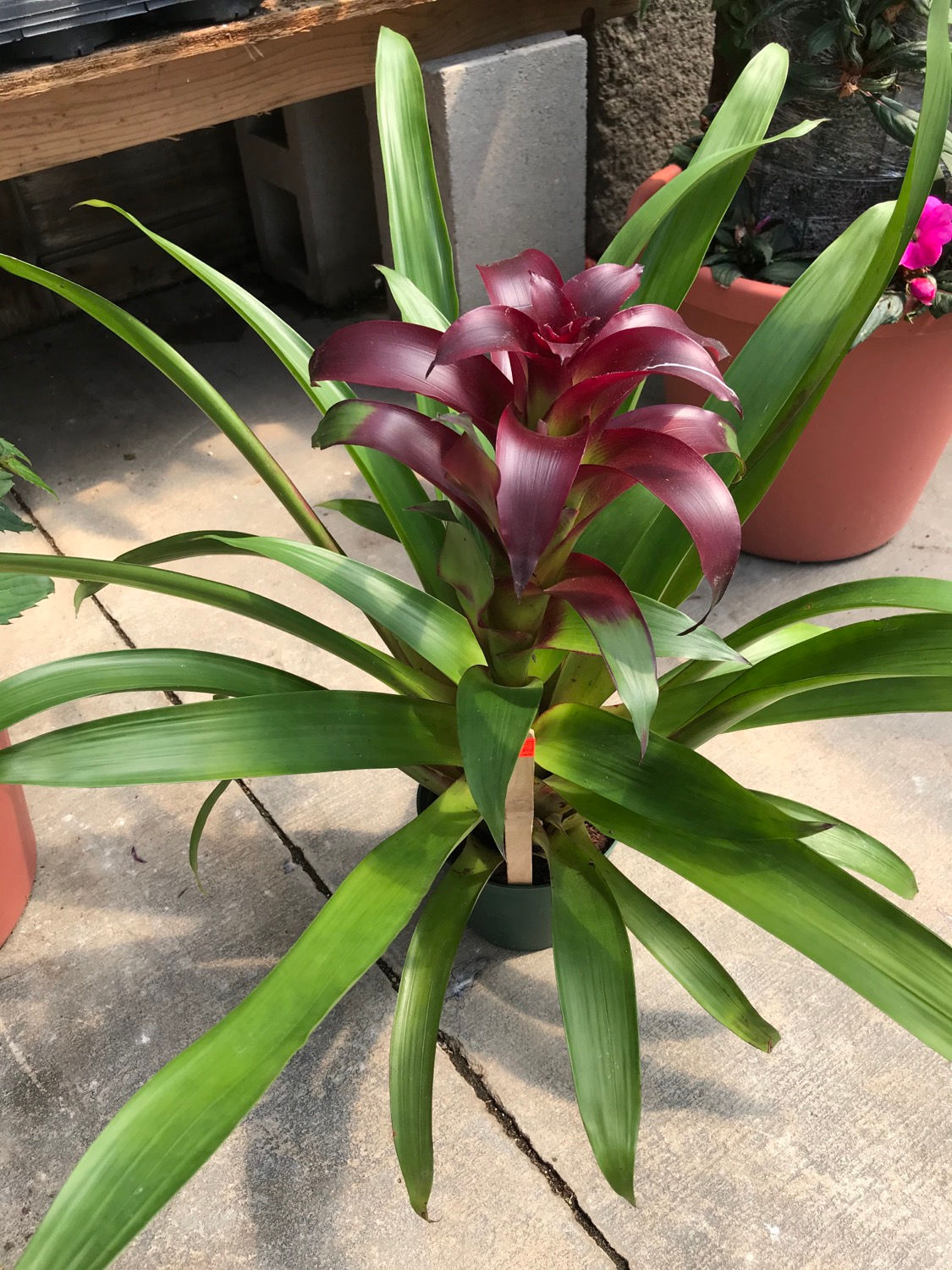 6” Burgundy Guzmania