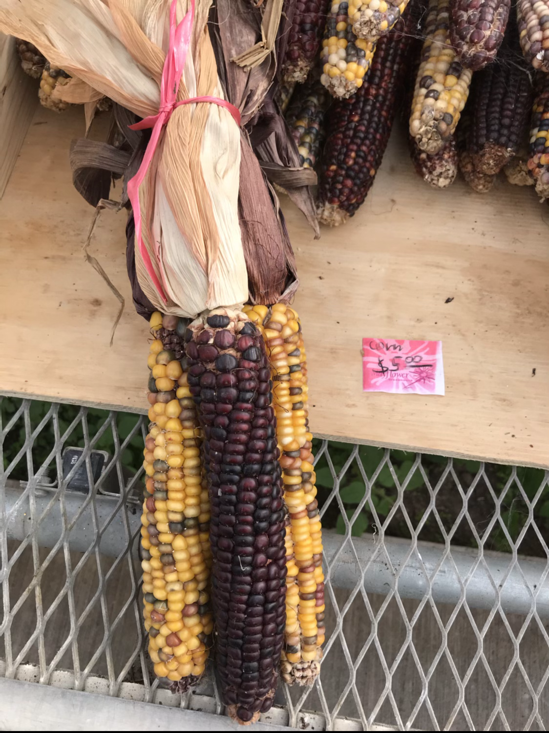 Corn bundle