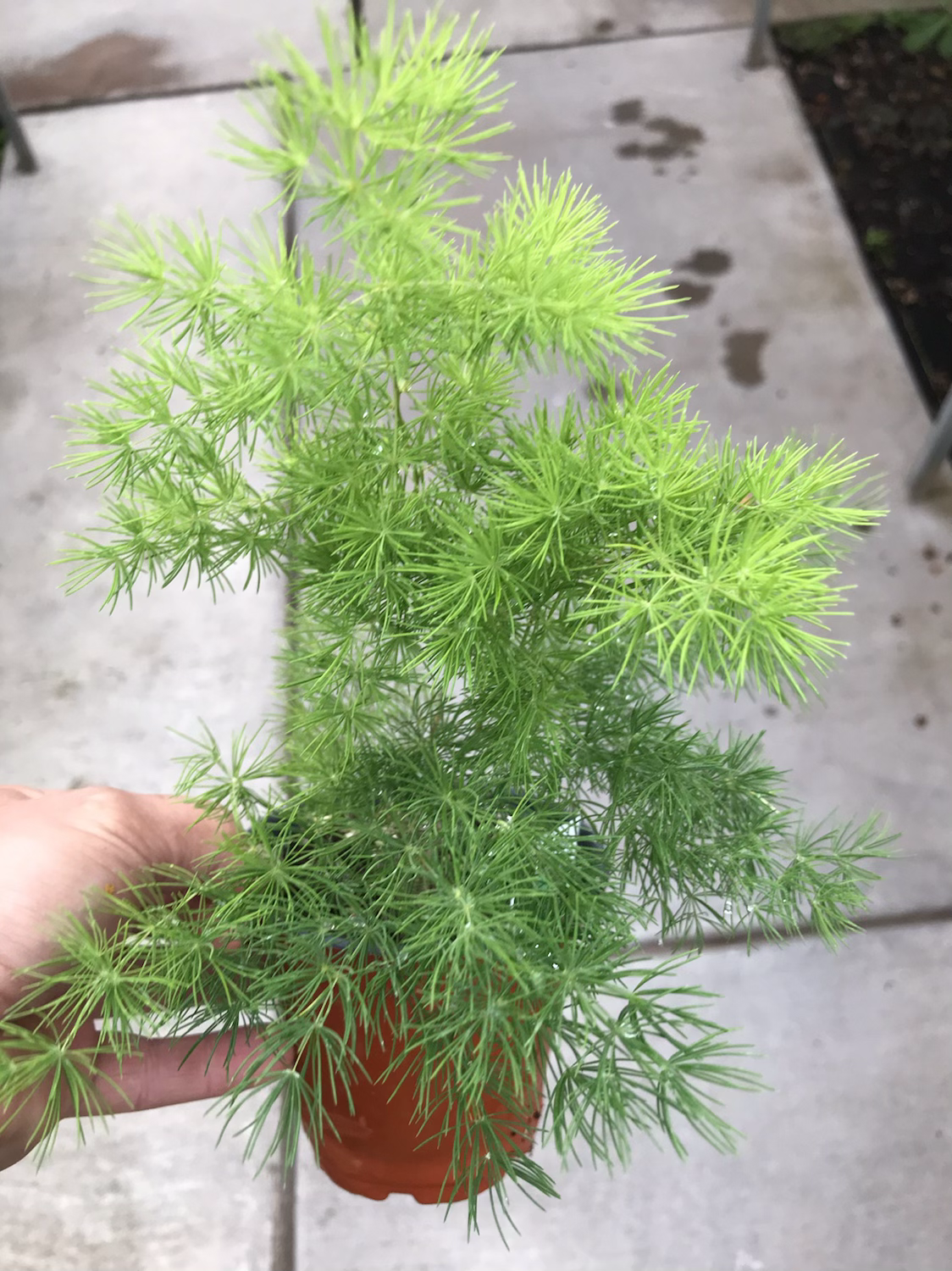 4” asparagus ming