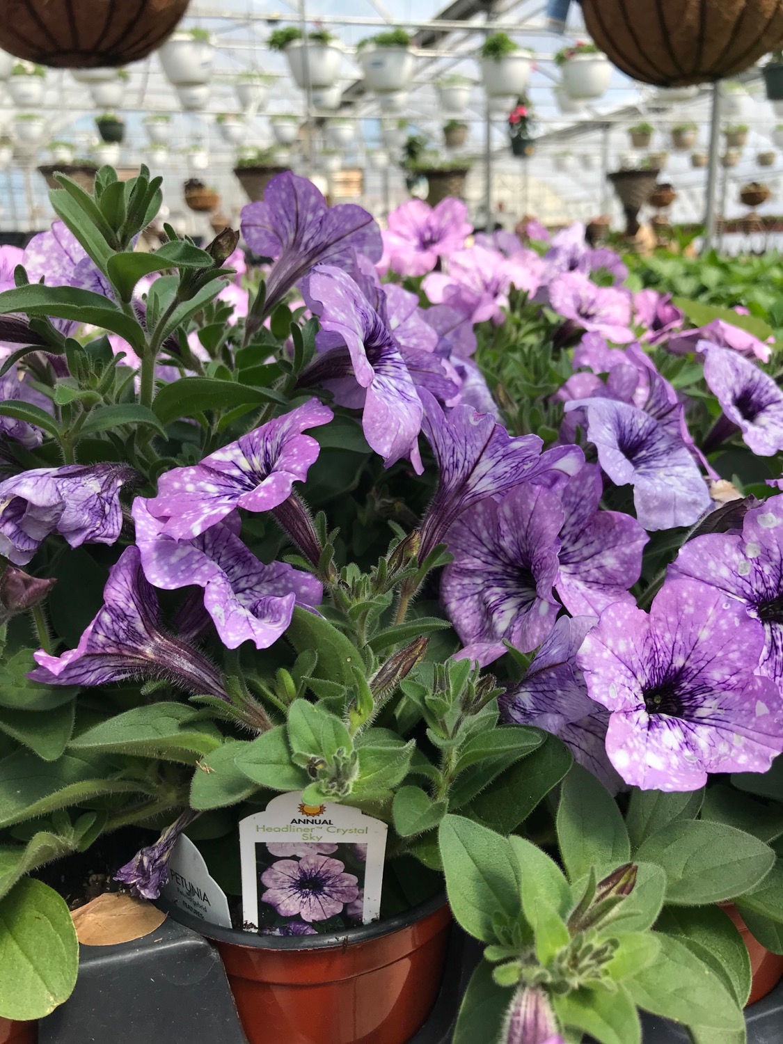 4” Petunia Headliner Crystal Sky