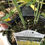 Thumbnail: 1Gal. Baptsia American Goldfinch 
