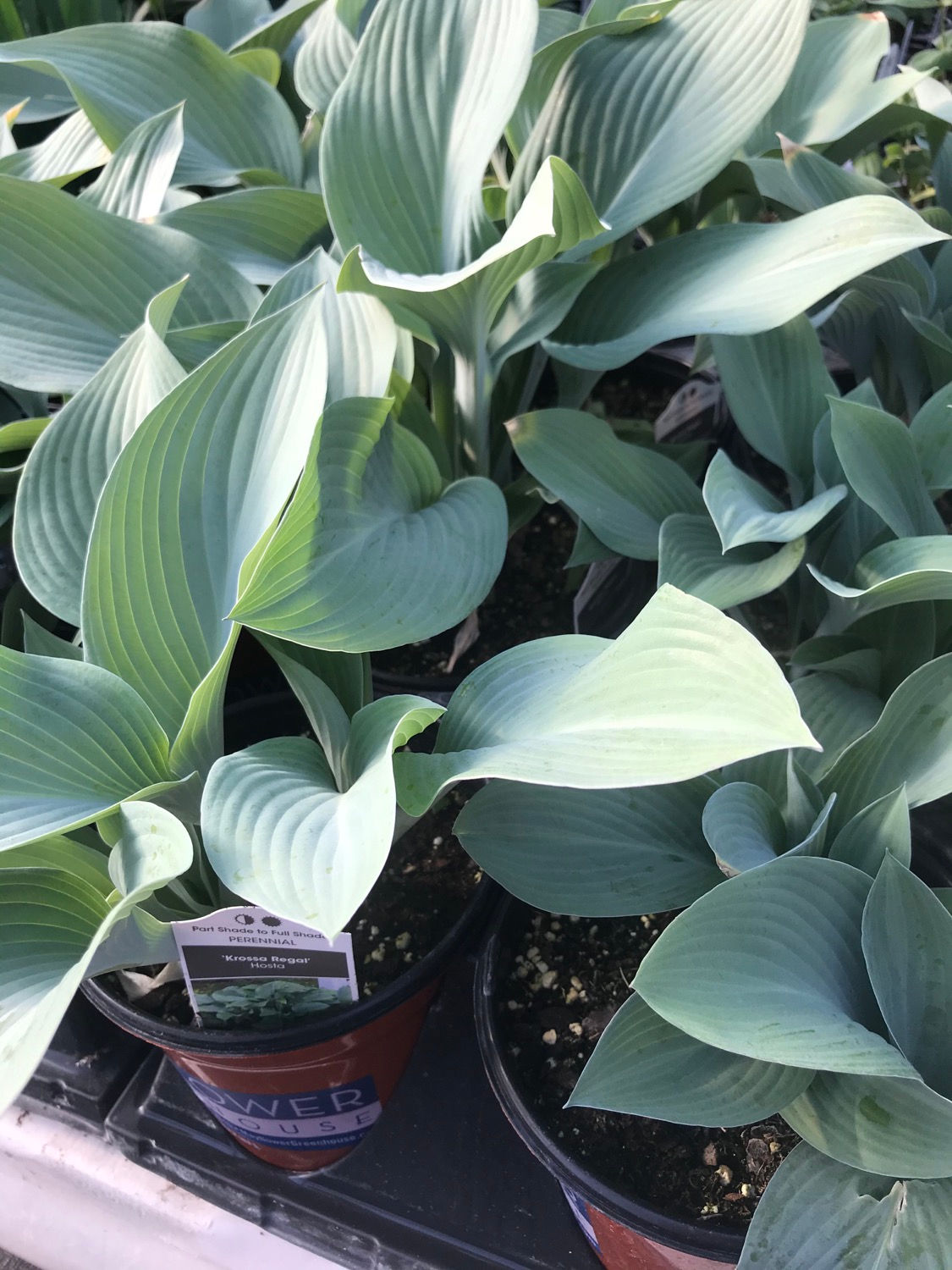 1 Gal. Hosta Krossa Regal