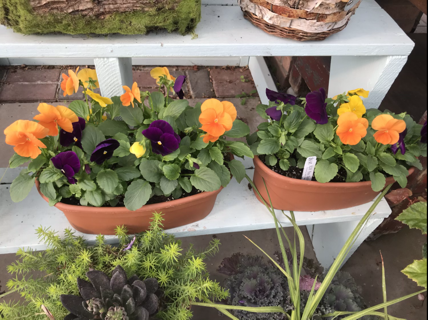 Fall planter with pansies