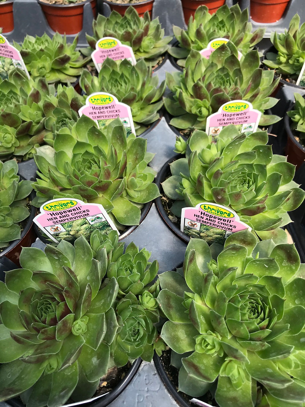 4” Sempervivum Hopewell
