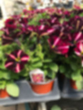 4” Crazytunia Star Fruit