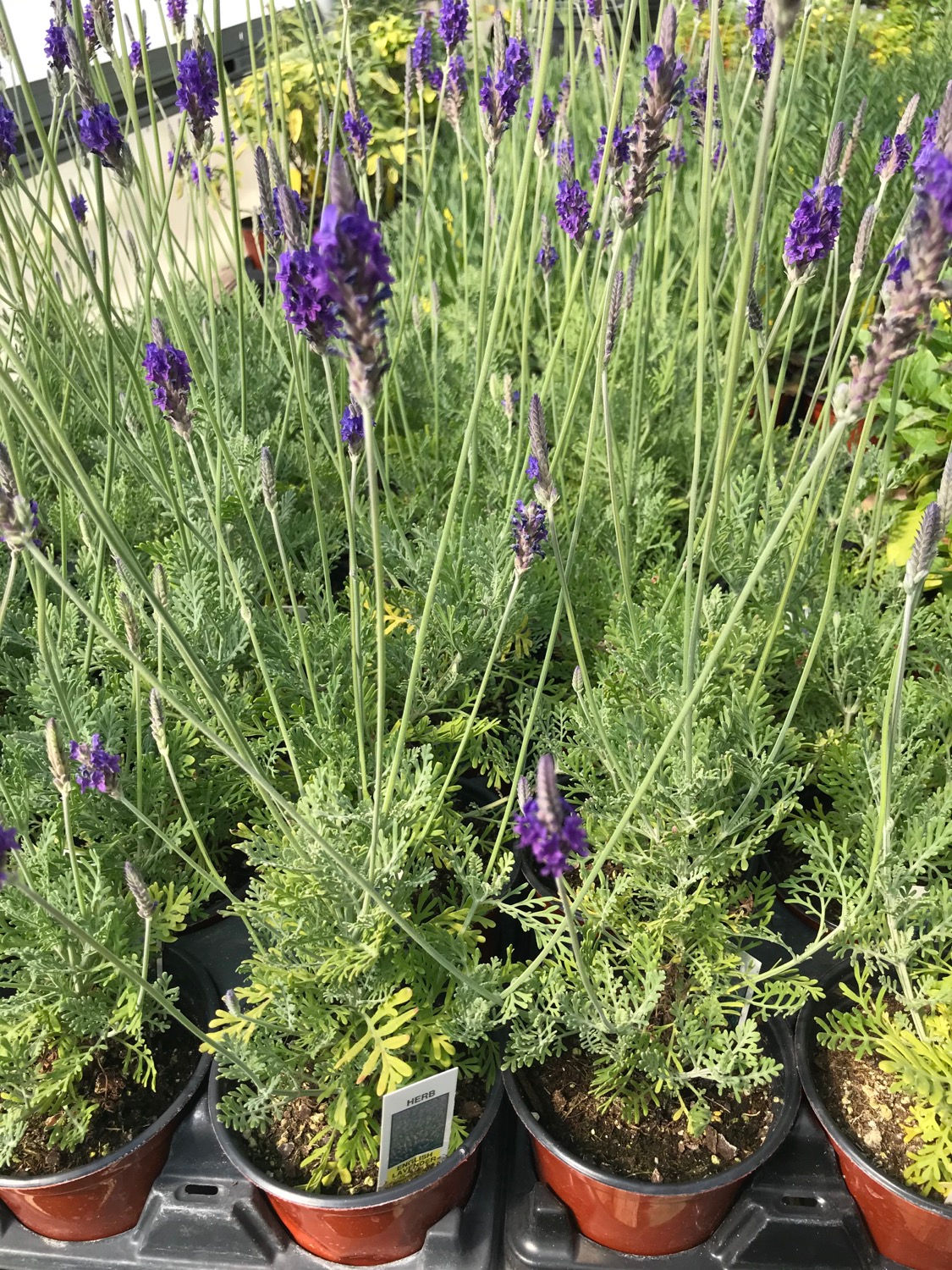 4” English Lavender