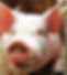 Minnesota%20State%20Fair%20Pig_edited.jp