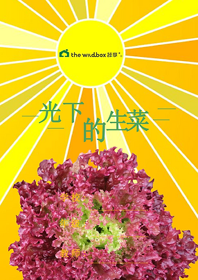0光下的生菜教案 - 副本.png