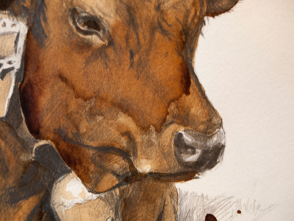 Miniaturbild: Kaffeekuh