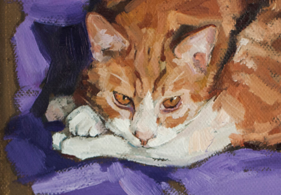 Miniaturbild: Mein Kater Marko