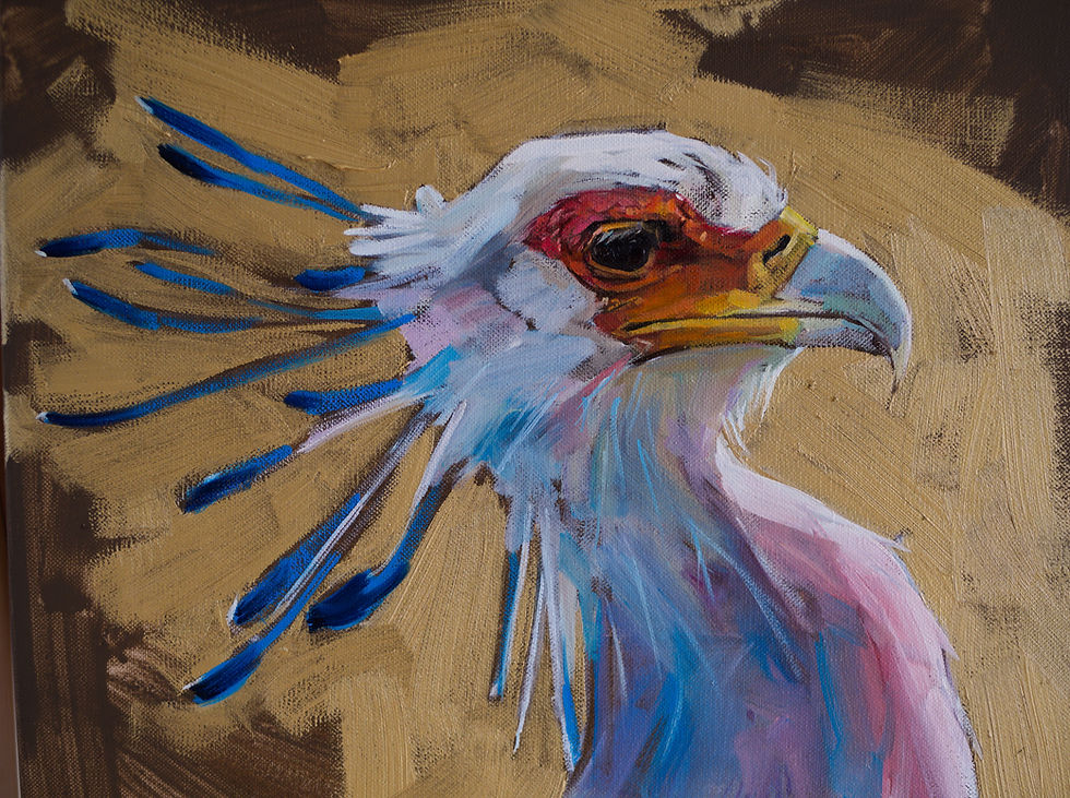 Miniaturbild: Secretarybird