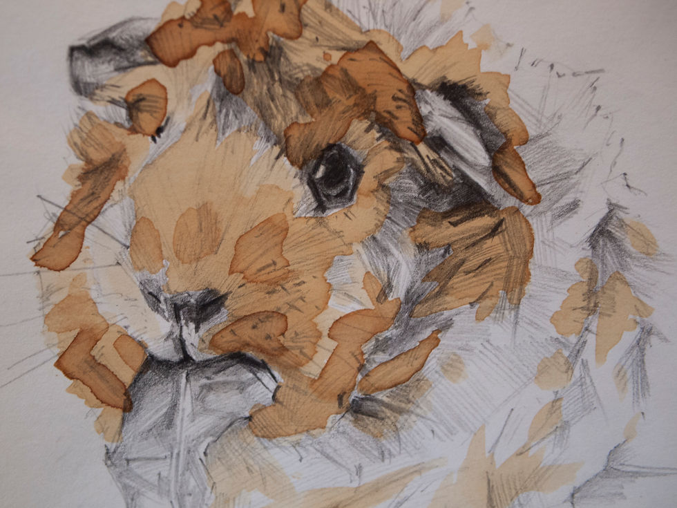 Thumbnail: Guinea pig