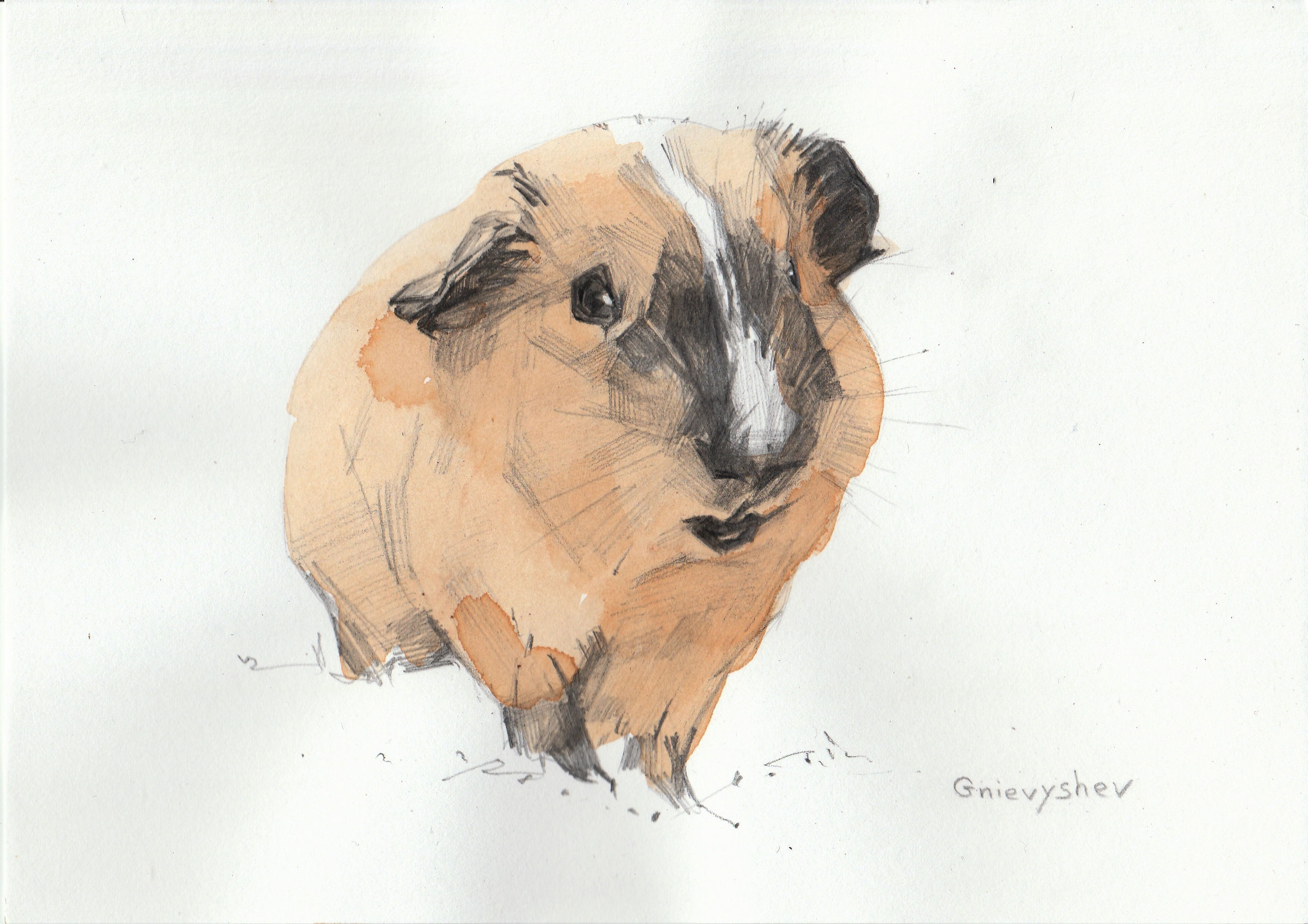 Meerschweinchen 2016