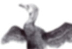 Cormorant
