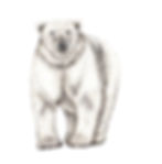 Polar Bear Card Design