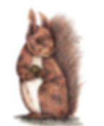 Squirrel Card Design