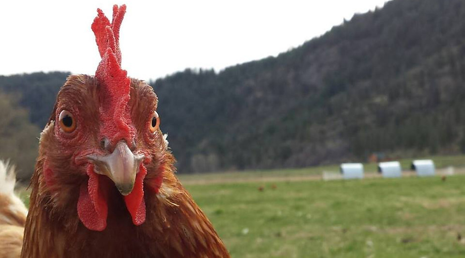 chick 1.jpg