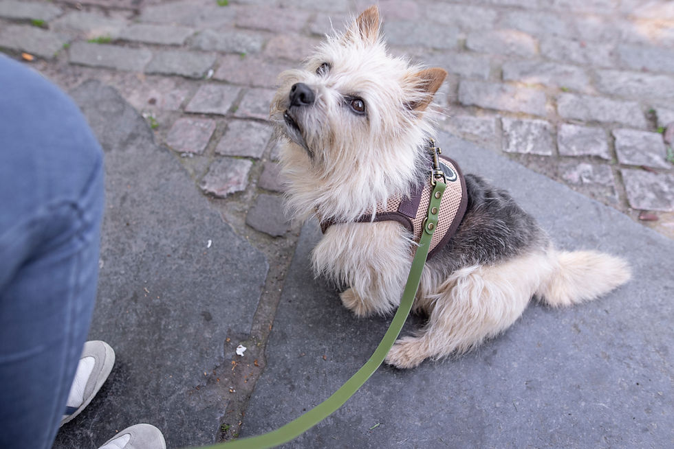 20260528-HoldDog-012 V1.jpg