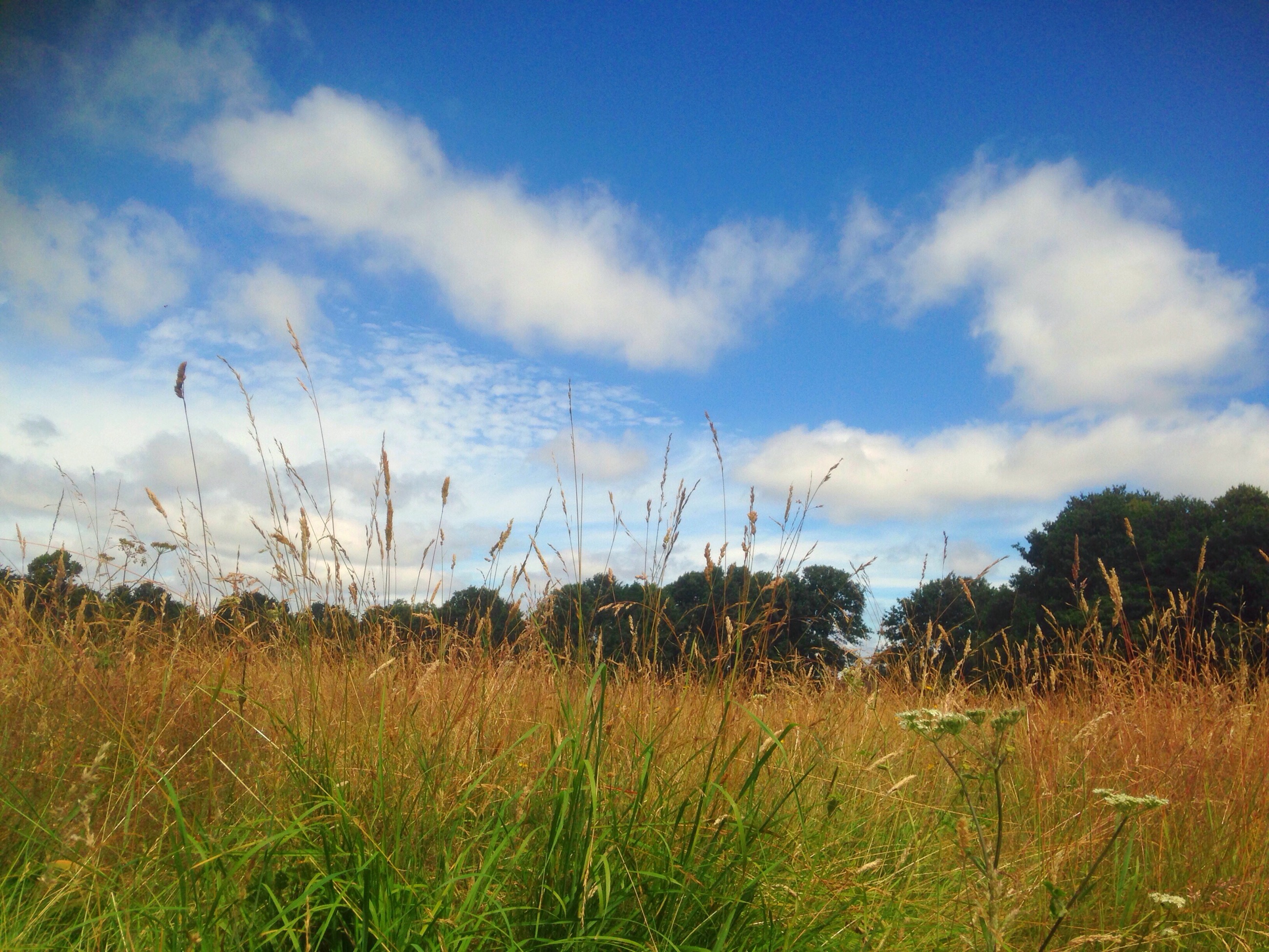 Fields