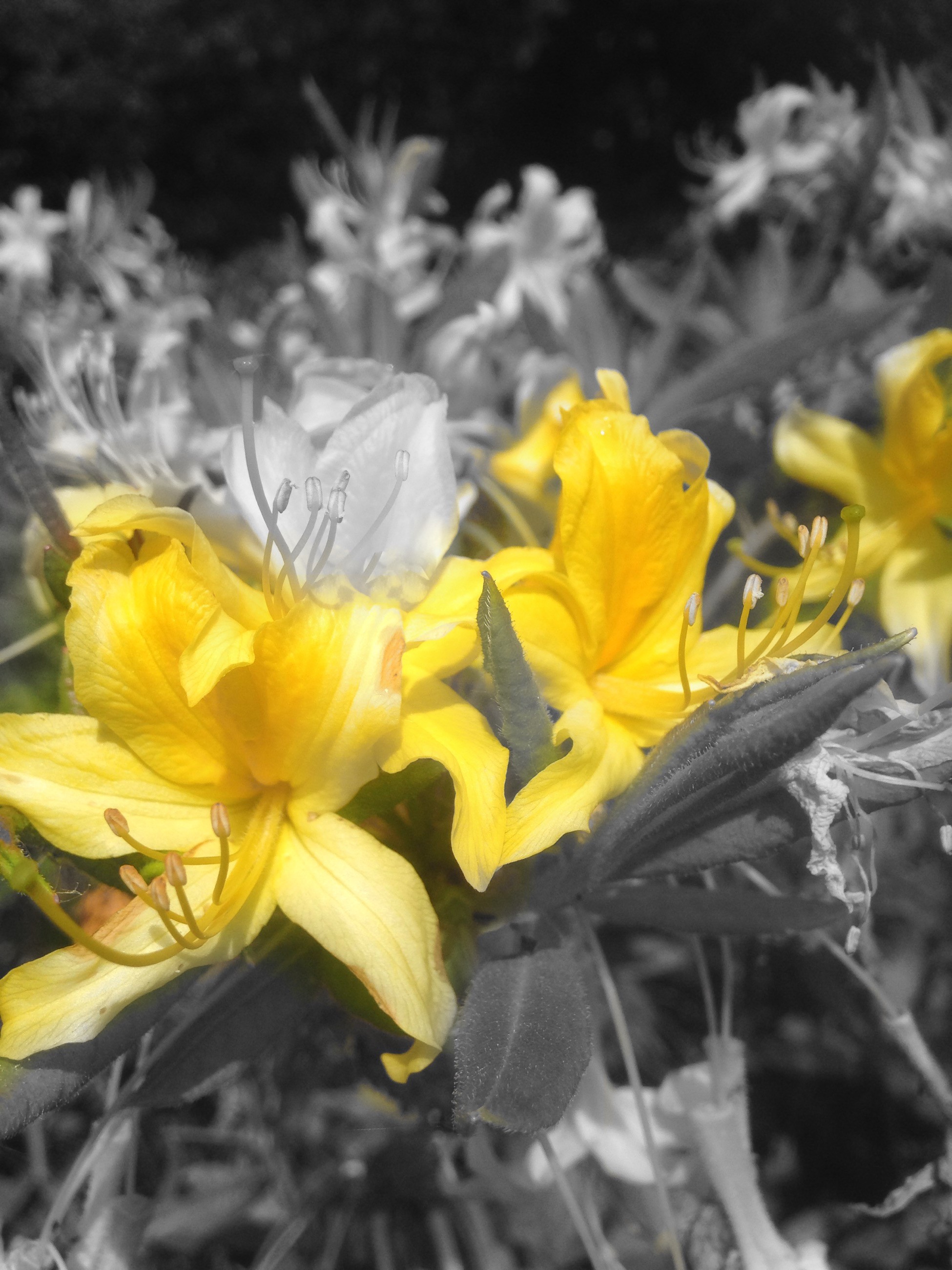 yellow flowers