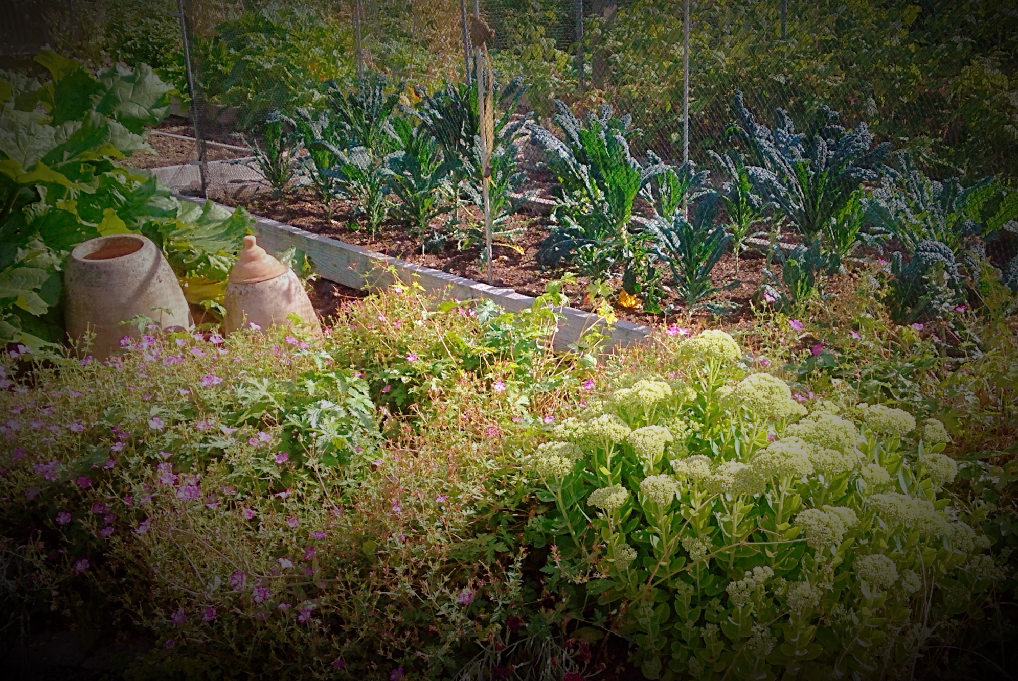 Cabbage