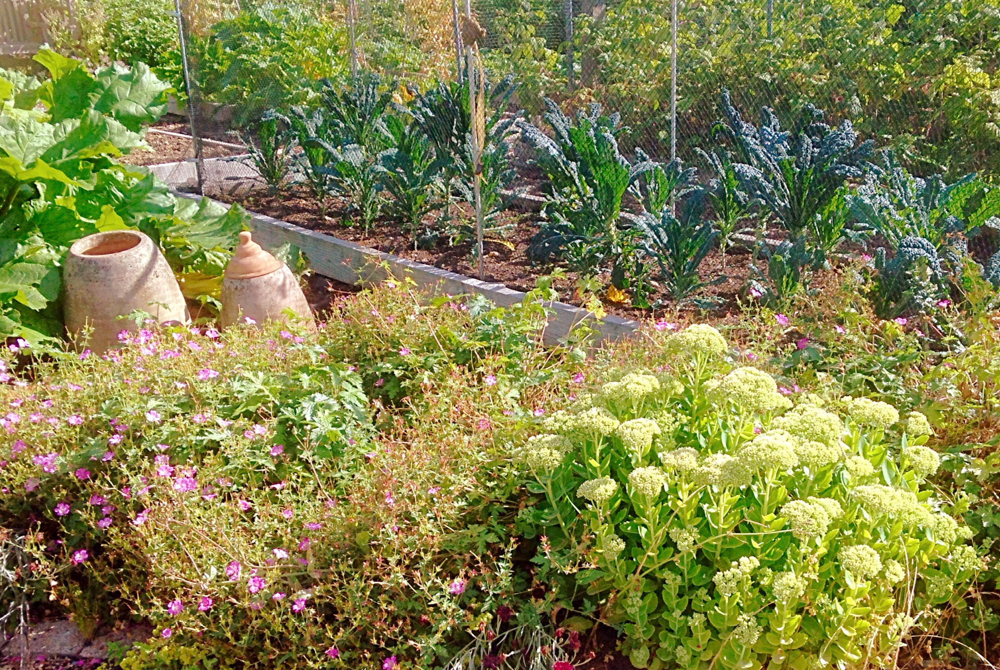Cabbage 2