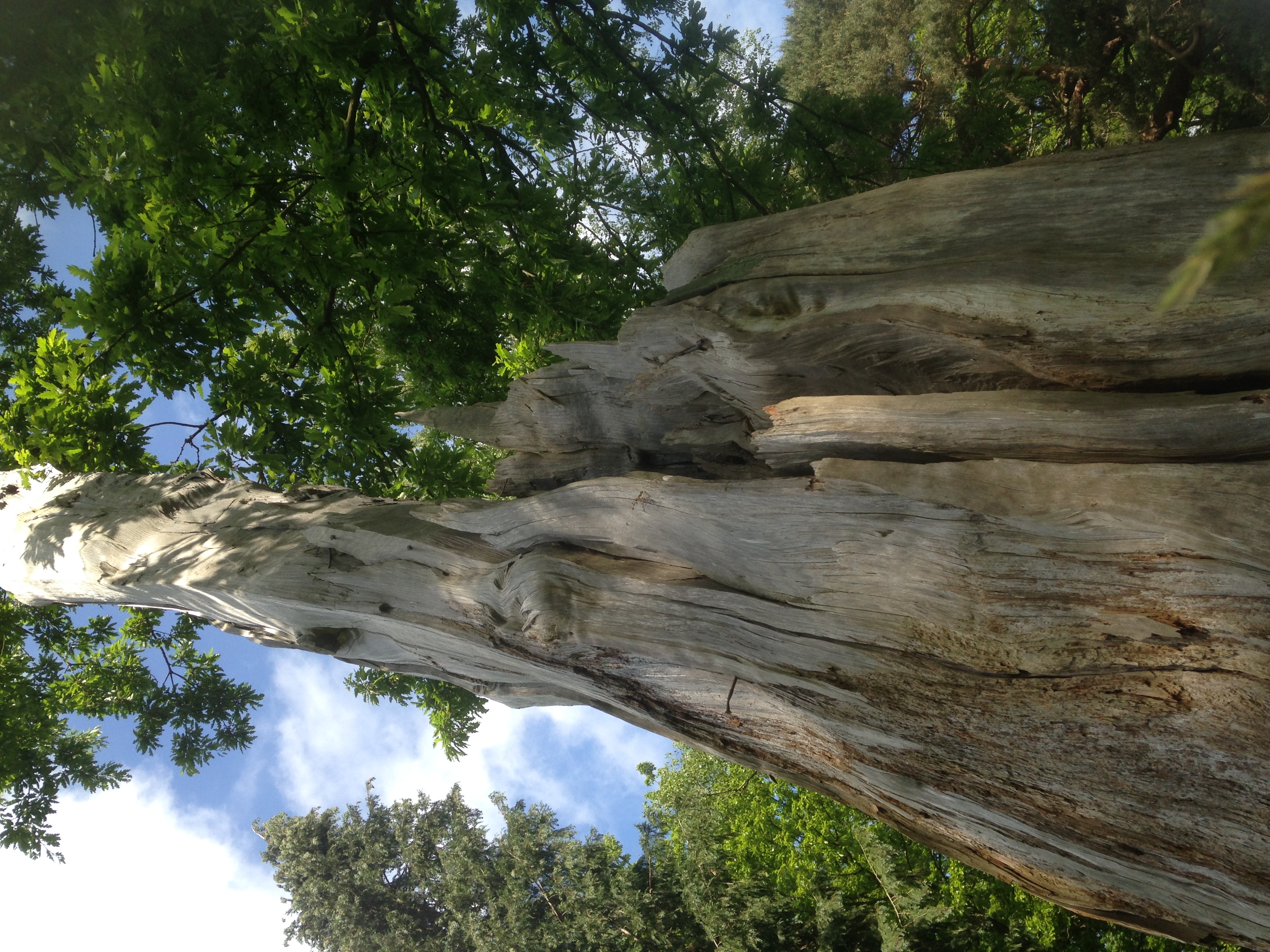 tree