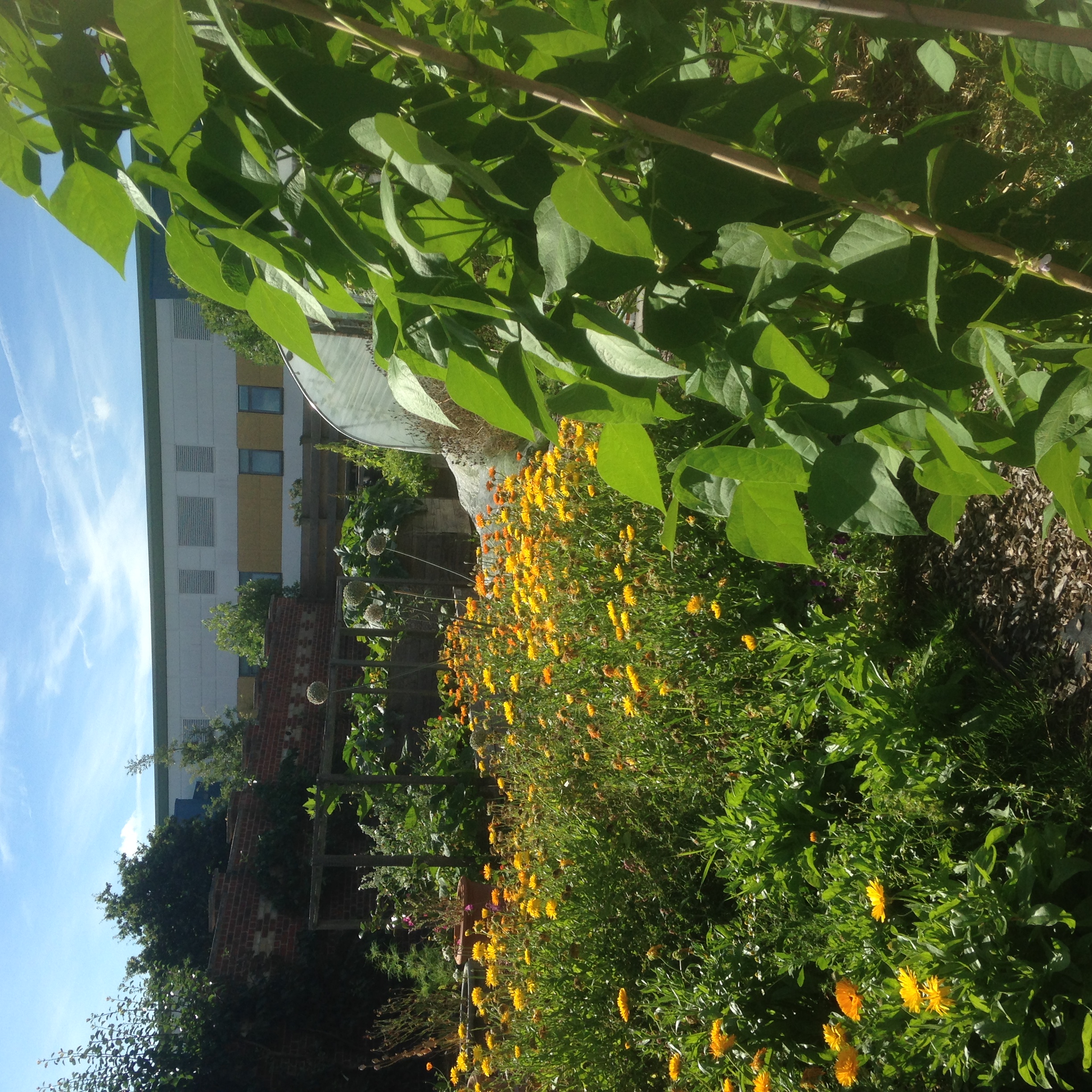beans and flowers