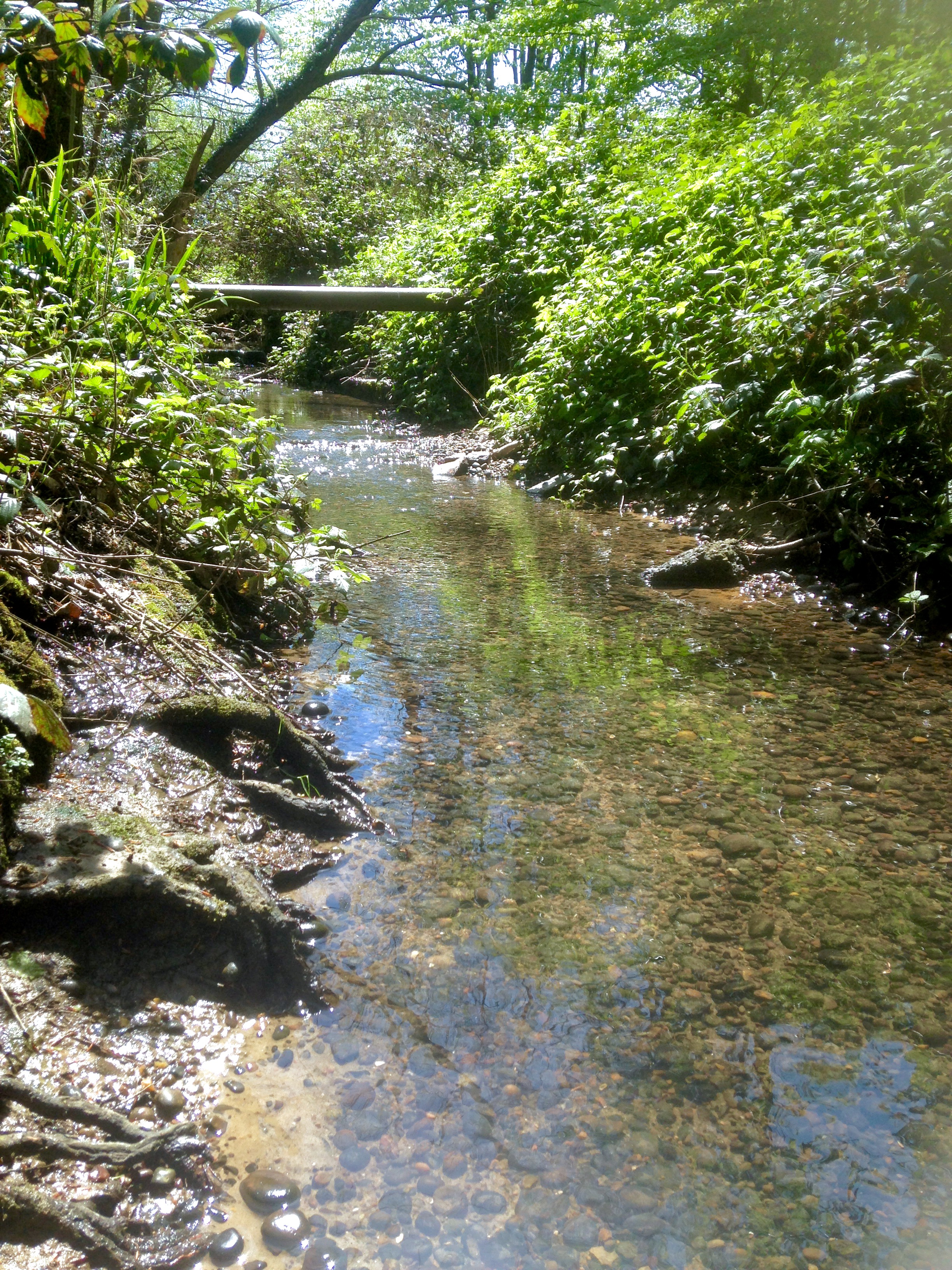 grounds stream
