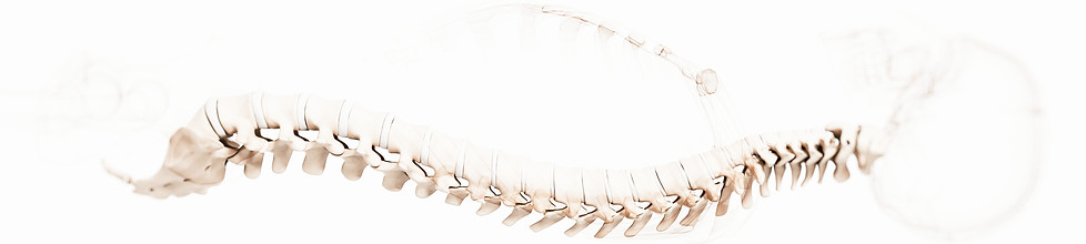 Human Spine Anatomy_edited_edited_edited