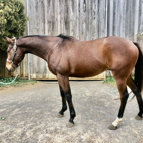 Kaleo