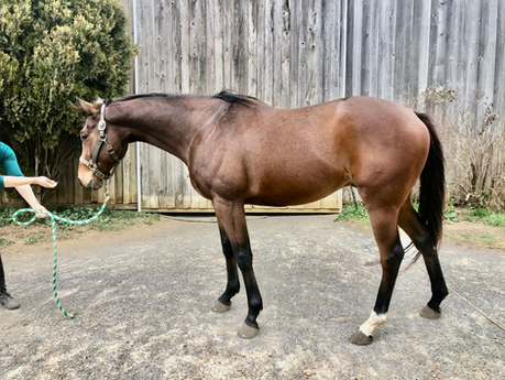 Kaleo