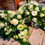 Thumbnail: Rouwwerk, bloemen begrafenis