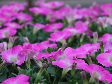 Donderdag hemelvaart open van 9 tot 12 en 13:30 tot 17 u