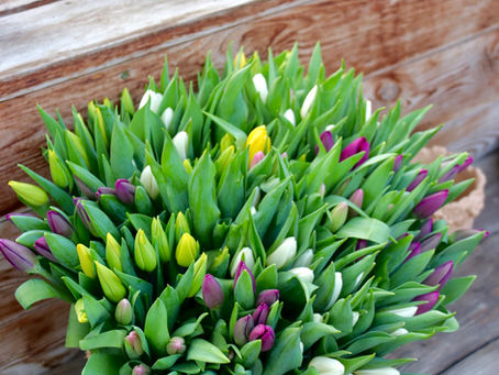 Seizoen van de tulpen en voorjaarsbloeiers