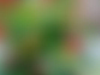 Voorjaarsbloeiers en tulpen🌷