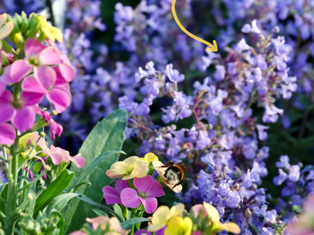 Planten goed voor de biodiversiteit