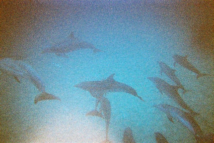 dolphins (1).jpeg