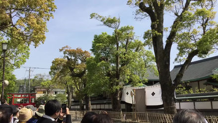 流鏑馬＠鶴岡八幡宮