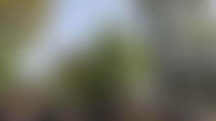 流鏑馬＠鶴岡八幡宮