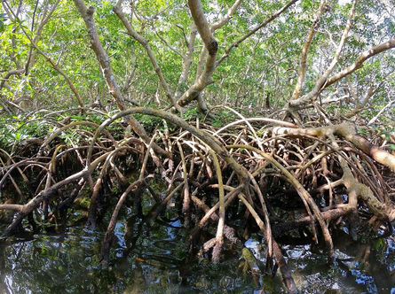 manglar.jpeg