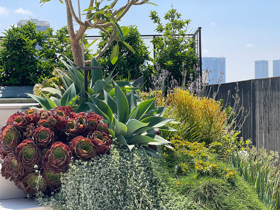 צמחים צבעוניים וירוקים במרפסת, כולל סוקולנטים וצמחי תבלין