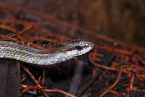 Imagen con filtro de una de las serpientes de la isla gorgona