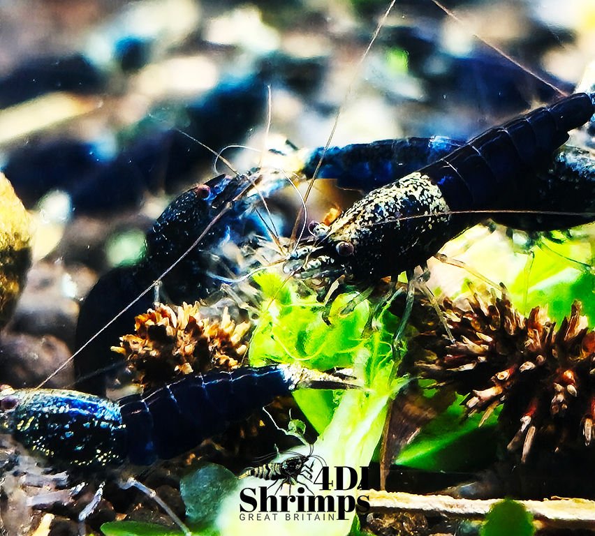 Thumbnail: OCEAN BLUE HIGH