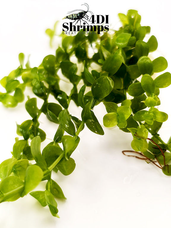 Thumbnail: BACOPA MONNIERI